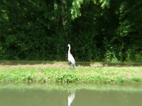 Canal du Nivernais - Un autre Heron (2)